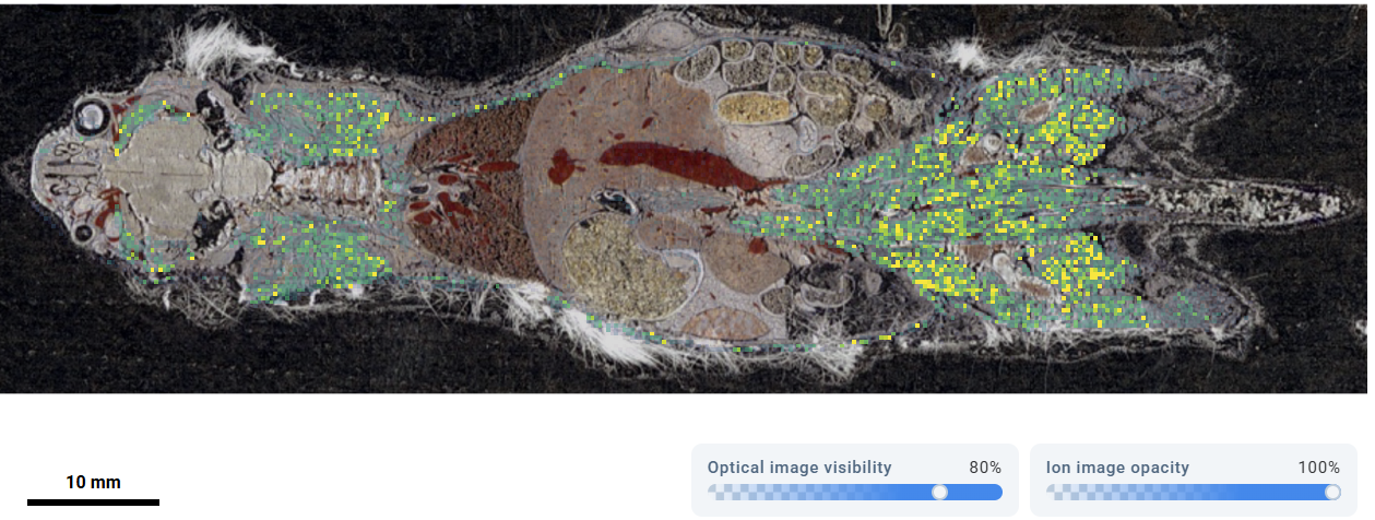 Optical image overlay